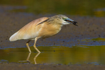 Ralreiger; Squacco Heron; Ardeola ralloides
