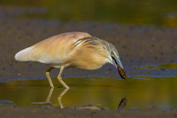 Ralreiger; Squacco Heron; Ardeola ralloides