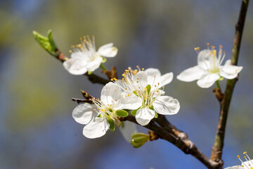 Obraz premium Closeup of blossoms on a plum tree (prunus)