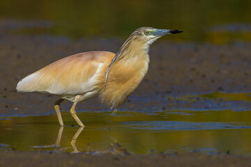 Ralreiger; Squacco Heron; Ardeola ralloides