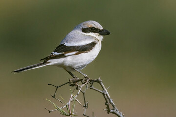 Steppeklapekster, Steppe Grey Shrike, Lanius pallidirostris