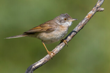 Grasmus; Common Whitethroat; Sylvia communis