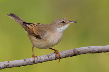 Grasmus; Common Whitethroat; Sylvia communis