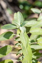 Closeup of a garden sage leaves (Salvia officinalis)