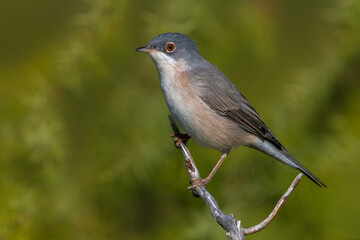 Moltoni's Baardgrasmus; Moltoni's Warbler; Sylvis subalpina