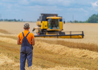 Yellow grain harvesting combine in a sunny day. Yellow field with grain. Agricultural technic works...