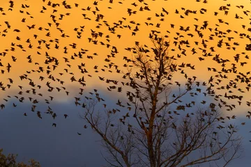 Foto auf Alu-Dibond Spreeuw  Common Starling  Sturnus vulgaris © AGAMI