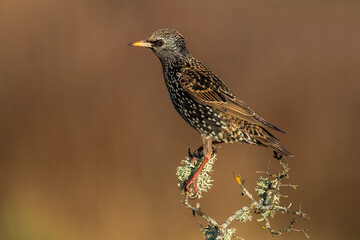 Spreeuw; Common Starling; Sturnus vulgaris