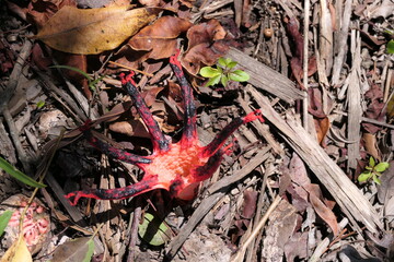 Tintenfischpilz oder devil's fingers, Clathrus archeri. Der starke Duft des Pilzes und...