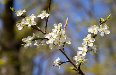 Closeup of blossoms on a plum tree (prunus)