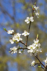 Closeup of blossoms on a plum tree (prunus)