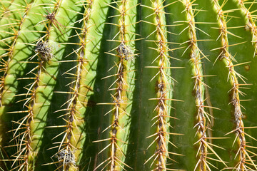 Large needles on the green surface of a cactus