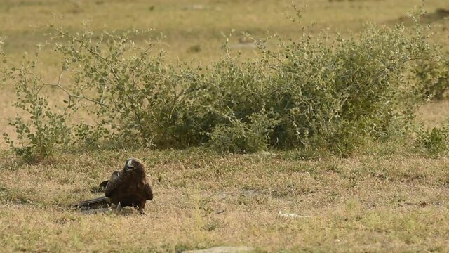 Full shot of Booted eagle or Hieraaetus pennatus with a Spiny-tailed lizard kill in claws in an open field at tal chappar blackbuck sanctuary churu rajasthan India