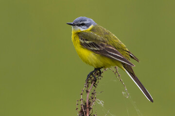 Sykes's Gele Kwikstaart; Sykes's Yellow Wagtail; Motacilla flava beema