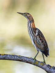 Woudaap; Little Bittern; Ixobrychus minutus