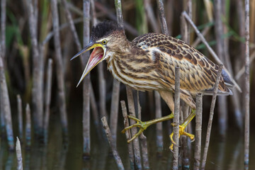 Woudaap; Little Bittern; Ixobrychus minutus