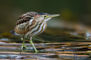 Woudaap; Little Bittern; Ixobrychus minutus