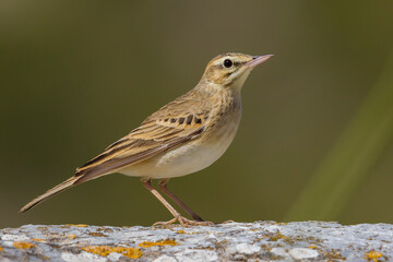 Duinpieper; Tawny Pipit; Anthus campestris