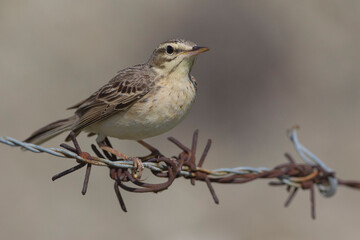 Duinpieper, Tawny Pipit; Anthus campestris