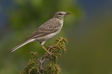 Duinpieper, Tawny Pipit; Anthus campestris