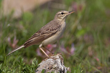 Duinpieper, Tawny Pipit; Anthus campestris