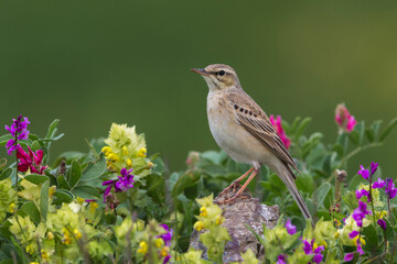 Duinpieper; Tawny Pipit; Anthus campestis