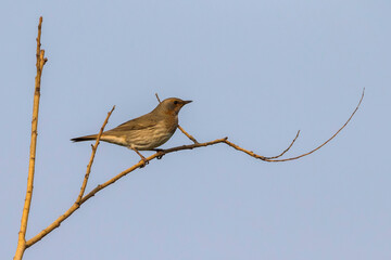 Roodkeellijster; Red-throated Thrush; Turdus ruficollis