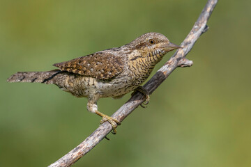 Draaihals; Wryneck; Jynx torquilla