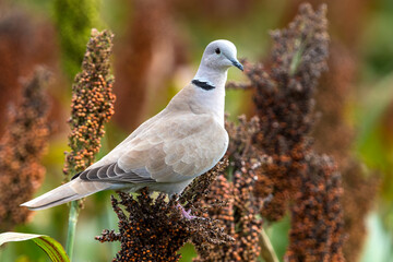 Turkse Tortel; Collared Dove; Streptopelia decaocto