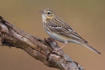 Boompieper; Tree Pipit; Anthus trivialis