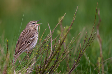 Boompieper; Tree Pipit; Anthus trivialis