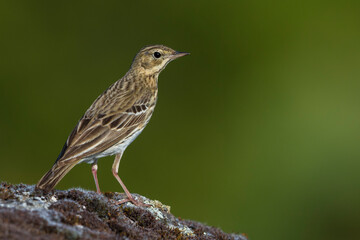Boompieper, Tree Pipit, Anthus trivialis