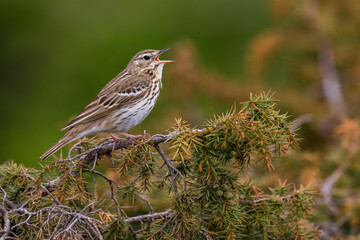 Boompieper; Tree Pipit; Anthus trivialis