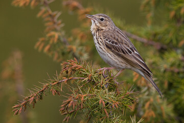 Boompieper; Tree Pipit; Anthus trivialis