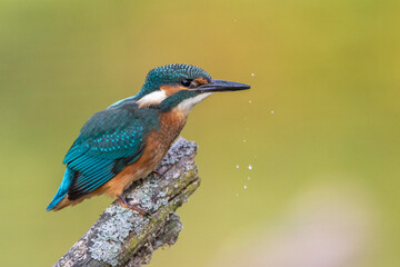 Eisvogel (Alcedo atthis) Jungvogel