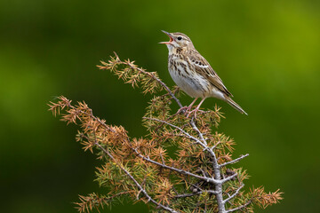 Boompieper; Tree Pipit; Anthus trivialis