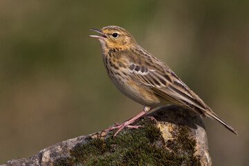 Boompieper, Tree Pipit, Anthus trivialis