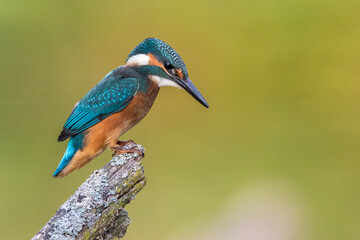 Eisvogel (Alcedo atthis) Jungvogel
