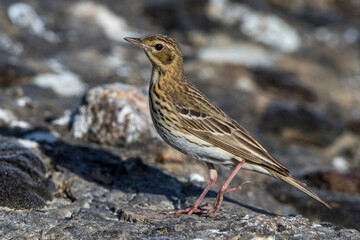 Boompieper, Tree Pipit, Anthus trivialis