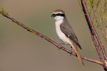 Turkestaanse Klauwier; Red-tailed Shrike; Lanius phoenicuroides