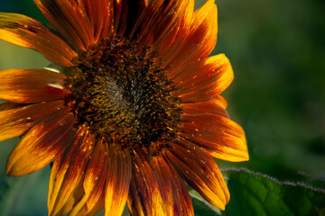 Bright and Bold Sunflower Closeup