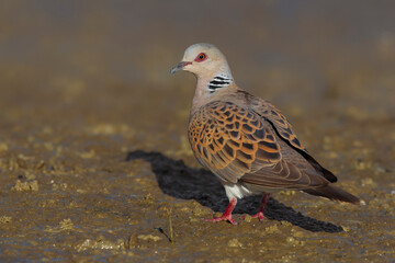 Tortelduif; Turtle Dove; Streptopelia turtur