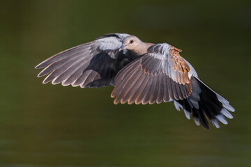 Tortelduif; Turtle Dove; Streptopelia turtur