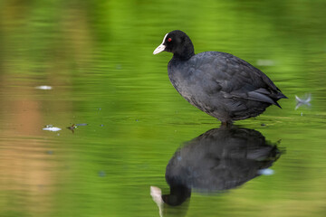 Bläßhuhn (Fulica atra)