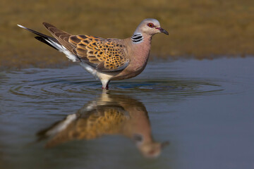 Zomertortel; Turtle Dove; Streptopelia turtur