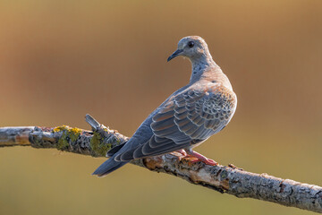 Zomertortel; Turtle Dove; Streptopelia turtur