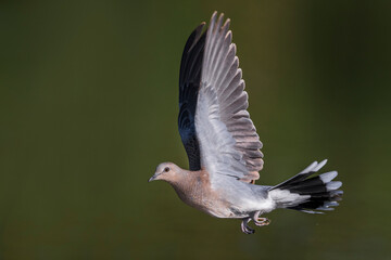 Tortelduif; Turtle Dove; Streptopelia turtur