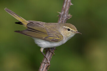 Westelijke Bergfluiter; Western Bonelli's Warbler; Phylloscopus bonelli