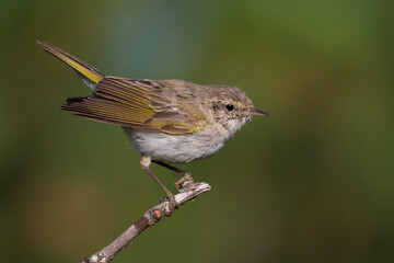 Westelijke Bergfluiter, Western Bonelli's Warbler; Phylloscopus bonelli