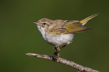 Westelijke Bergfluiter, Western Bonelli's Warbler; Phylloscopus bonelli